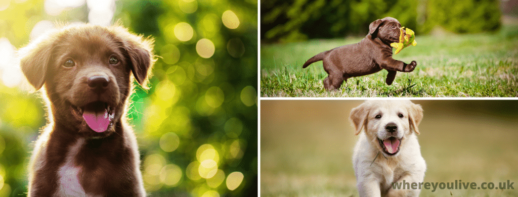 puppies wirral free good home