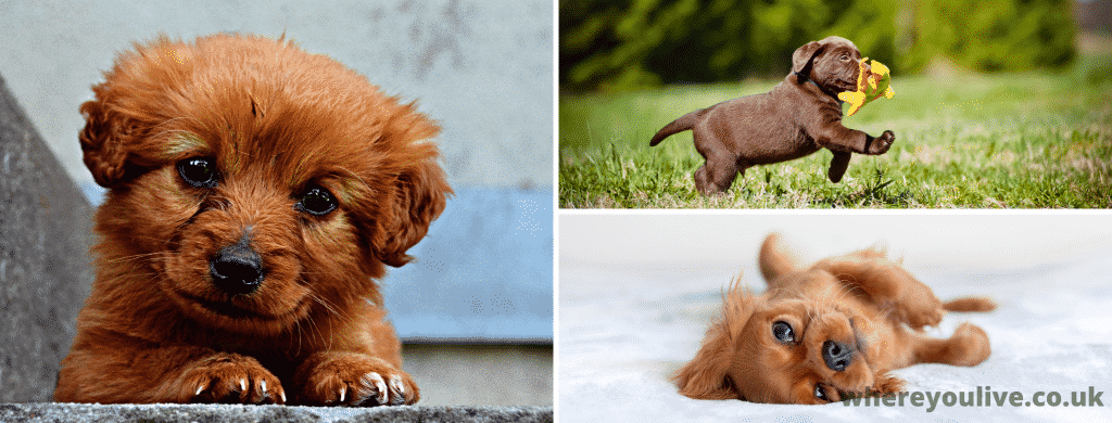 Puppy free to good home tyne and wear