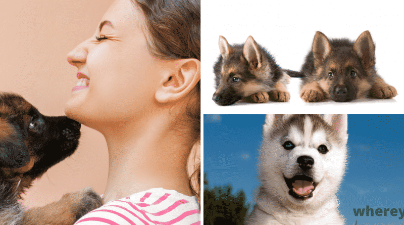 Puppies free to good home Perth