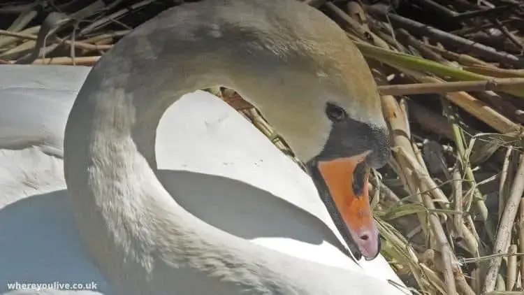 Female swan