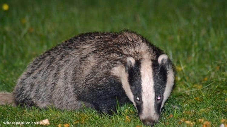 What Do Badgers Eat