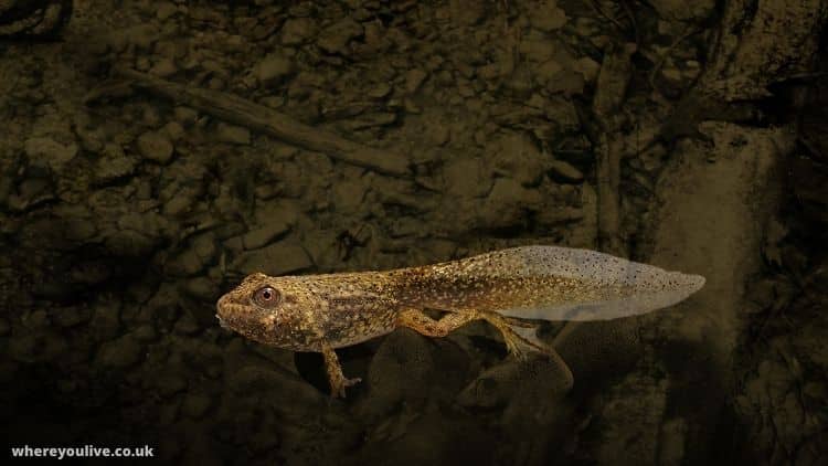 What do tadpoles eat