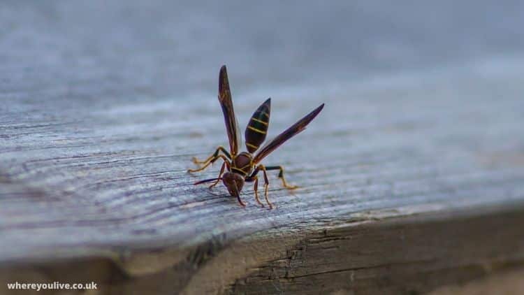 How big do wood wasps get?