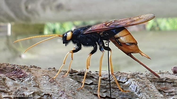 Wood wasp