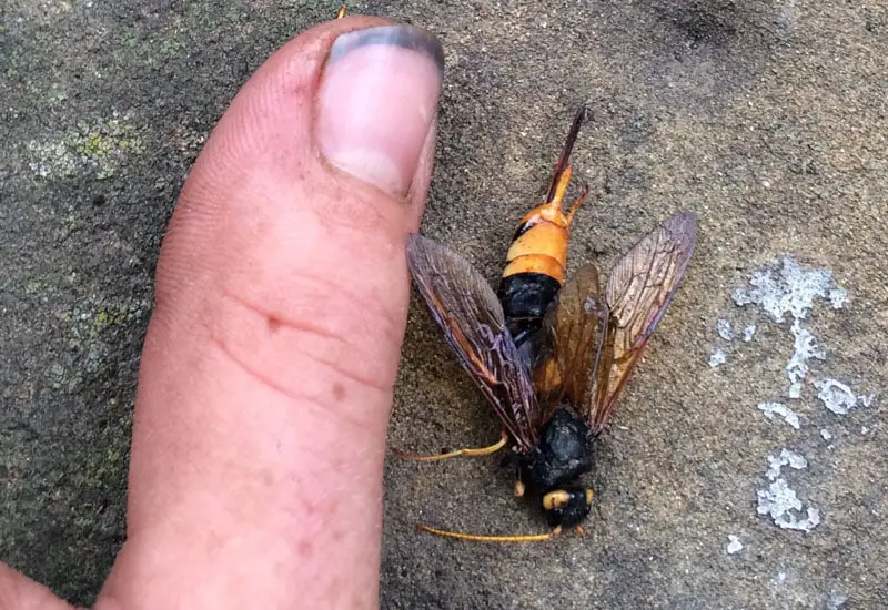 how-big-is-a-wood-wasp
