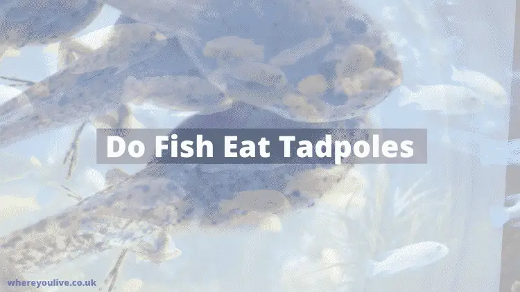Do Fish Eat Tadpoles? - Where You Live
